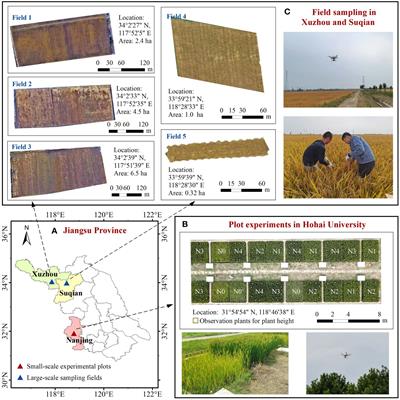 Improving the estimation of rice above-ground biomass based on spatio-temporal UAV imagery and phenological stages